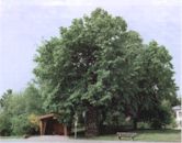 1000jährige Linde Stennweiler